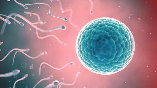 تولید سلول‌های اسپرم از سلول‌های بنیادی رویانی پریمات‌ها 